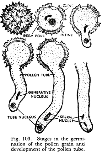 Stages in the germination of the pollen grain and development of the pollen tube