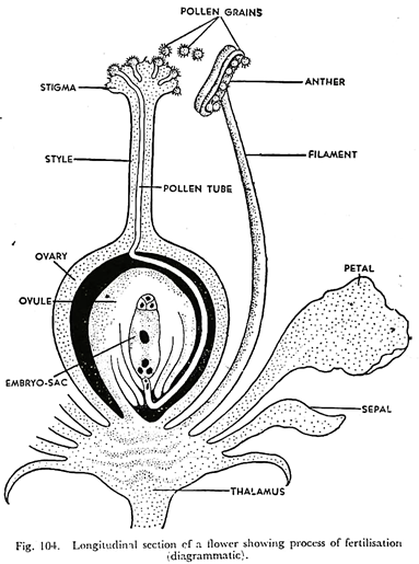 Longitudinal Section of a Flower showing Process of Fertilisation