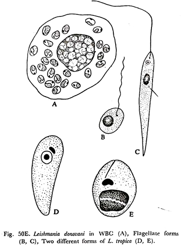 Leishmania Donovani in WBC