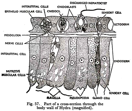 Part of Cross-Section through the Body Wall of Hydra