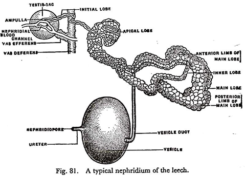 Typical Nephridium of the Leech