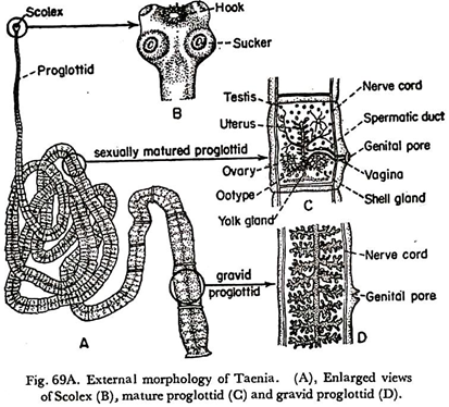 External Morphology of Taenia