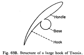 Structure of a Large Hook of Taenia