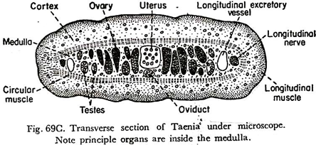 Transverse Section of Taenia under Microscope