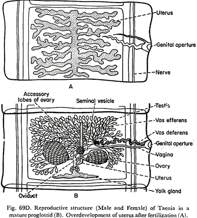 Reproductive Structure of Taenia