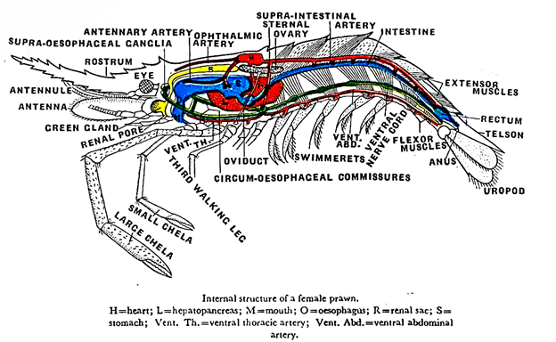 Internal Structure of a Female Prawn