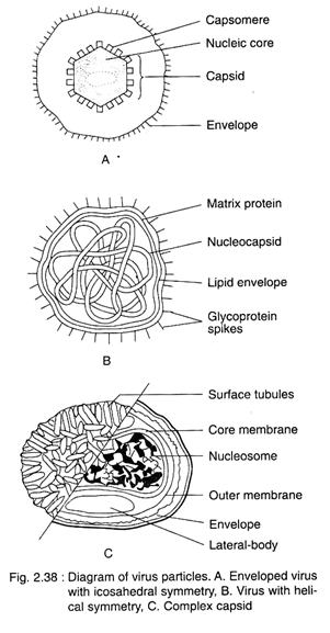 Virus Particles