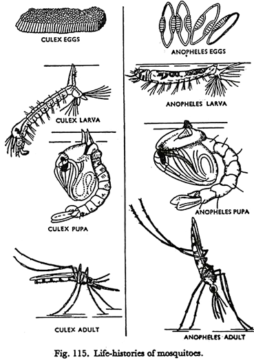 Life-History of Mosquitoes