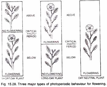 Three major types of photoperiodic behaviour for flowering
