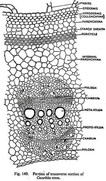 Portion of transverse section Cucurbita stem