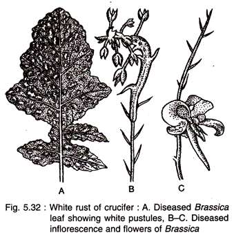 White Rust of Crucifers