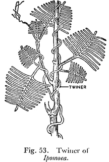 Twiner of ipomoea