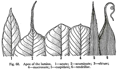 Apex of the lamina