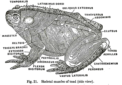 Skeletal Muscules of Toad (Side View)