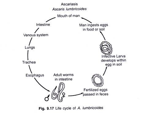 Differences between F+ x F- and Hfr x F-Matings