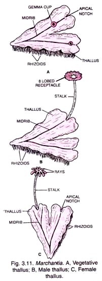 Marchantia