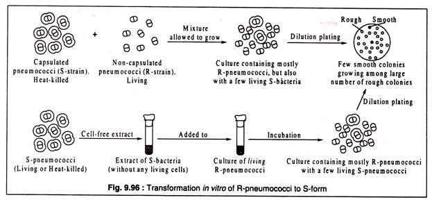 Transformation in Vitro of R-Pneumococci