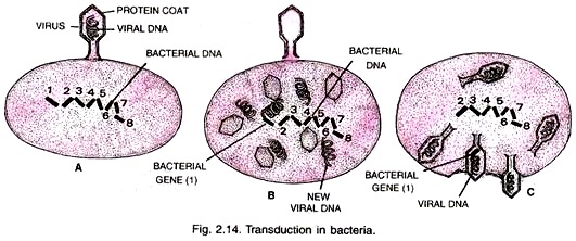 Transduction in Bacteria