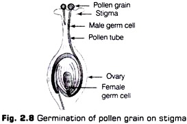 Germination of Pollen Grain on Stigma