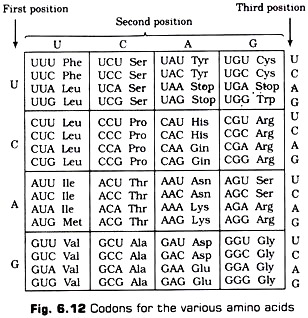 Codons for the Various Amino Acids