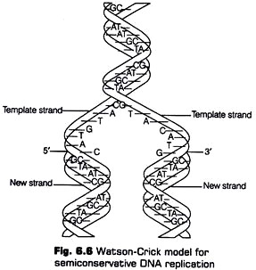 Watson-Crick Model