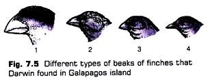 Different Types of Beaks of Finches