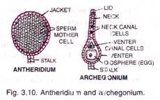 Antheridium and Archegonium