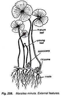 Marsilea minuta. External features