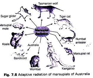 Adaptive Radiation of Marsupials of Australia