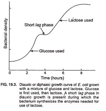 Diauxic or diphasic growth curve of e.coli grown with a mixture of glucose and lactose