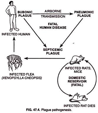 Plague pathogenesis