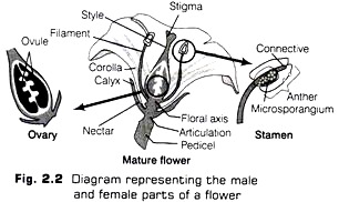 Male and Female Parts of a Flower