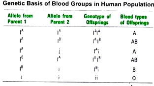 Genetic Basis of Blood Groups in Human Population