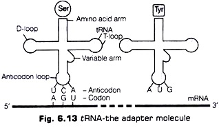 tRNA-the Adapter Molecule