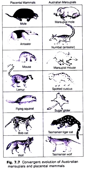 Convergent Evolution of Australian Marsupials and Placental Mammals