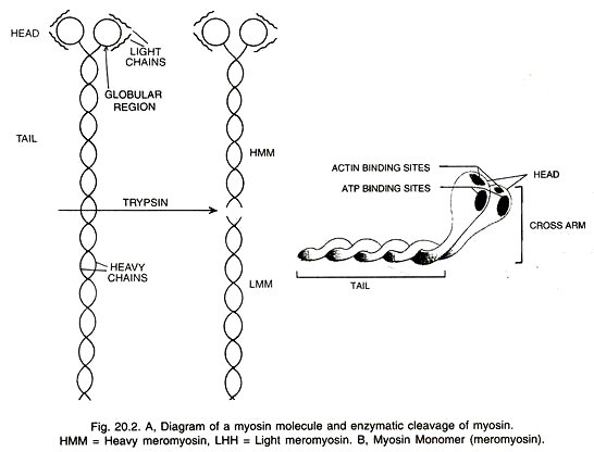 A. Myosin Molecule and Enzymatic Cleavage and B. Myosin Monomer