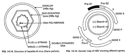 Structure of hepatitis B virus and genetic map of HBV showing different genes