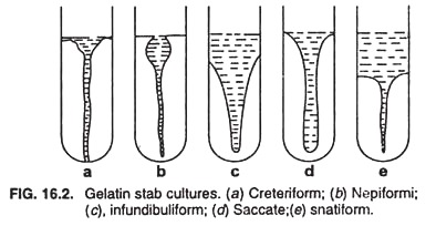 Gelatin stab cultures