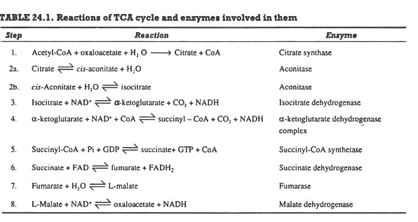 Reactions of TCA cycle and enzymes involved in them