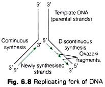 Replication Fork of DNA