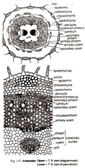 Achyranthes