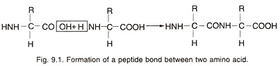 Formation of Peptide Bond between Two Amino Acid