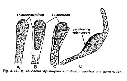 Aplanopore Formation, Liberation and Germination