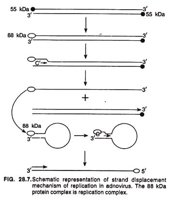 Schematic representation of strand displacement mechanism of replication in adnovirus