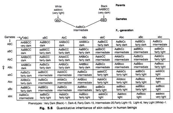 Quantitative Inheritance of Skin Colour in Human Beings