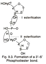 Formation of 3'-5' Phosphodiester Bond