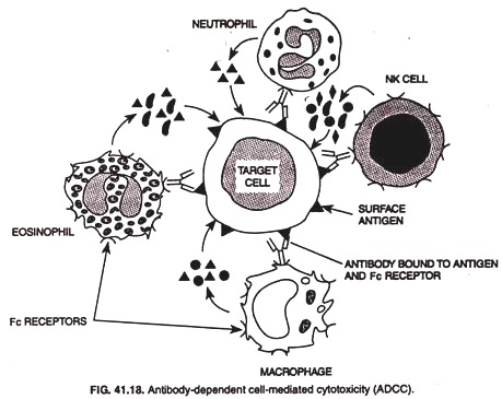 Antibody-dependant cell-mediated cytotoxicity