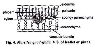 V.S. of Leaflet or Pinna