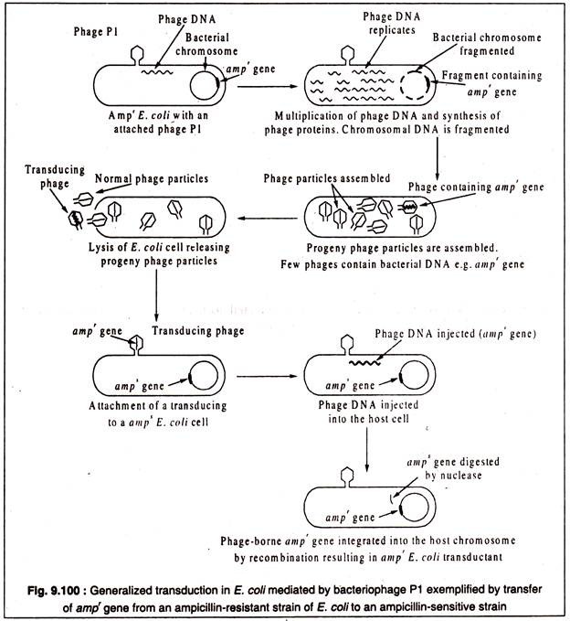 Generalized Transduction in E.Coli