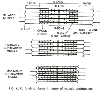 Sliding Filament Theory of Muscle Contraction